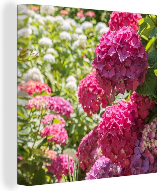 Canvas Schilderij Een tuin vol met roze en witte hortensia's - Wanddecoratie