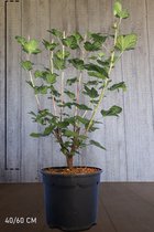 10 stuks | Ribes 'King Edward VII' Pot 40-60 cm - Bladverliezend - Bloeiende plant - Geschikt als lage haag - Informele haag