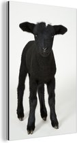 Bel agneau noir sur fond blanc Aluminium 20x30 cm - petit - Tirage photo sur aluminium (décoration murale métal)
