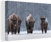 Bison d'Amérique dans la neige 90x60 cm - Tirage photo sur toile (Décoration murale salon / chambre)