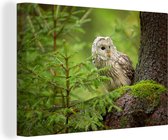 Tableau sur toile Hibou assis sur un arbre - 150x100 cm - Décoration murale