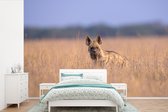 Papier peint photo en vinyle - Hyena se trouve parmi les hautes herbes d'Asie largeur 360 cm x hauteur 240 cm - Tirage photo sur papier peint (disponible en 7 tailles)