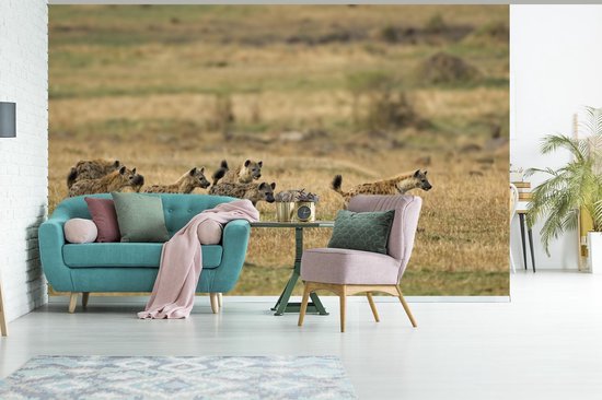 Papier peint vinyle - Groupe de hyènes à la chasse en Afrique largeur 345 cm x hauteur 220 cm - Tirage photo sur papier peint (disponible en 7 tailles)