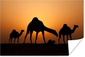 Poster Silhouetten van kamelen bij zonsondergang - 120x80 cm