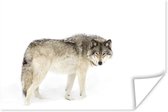 Affiche Loup - Neige - Hiver - 180x120 cm XXL
