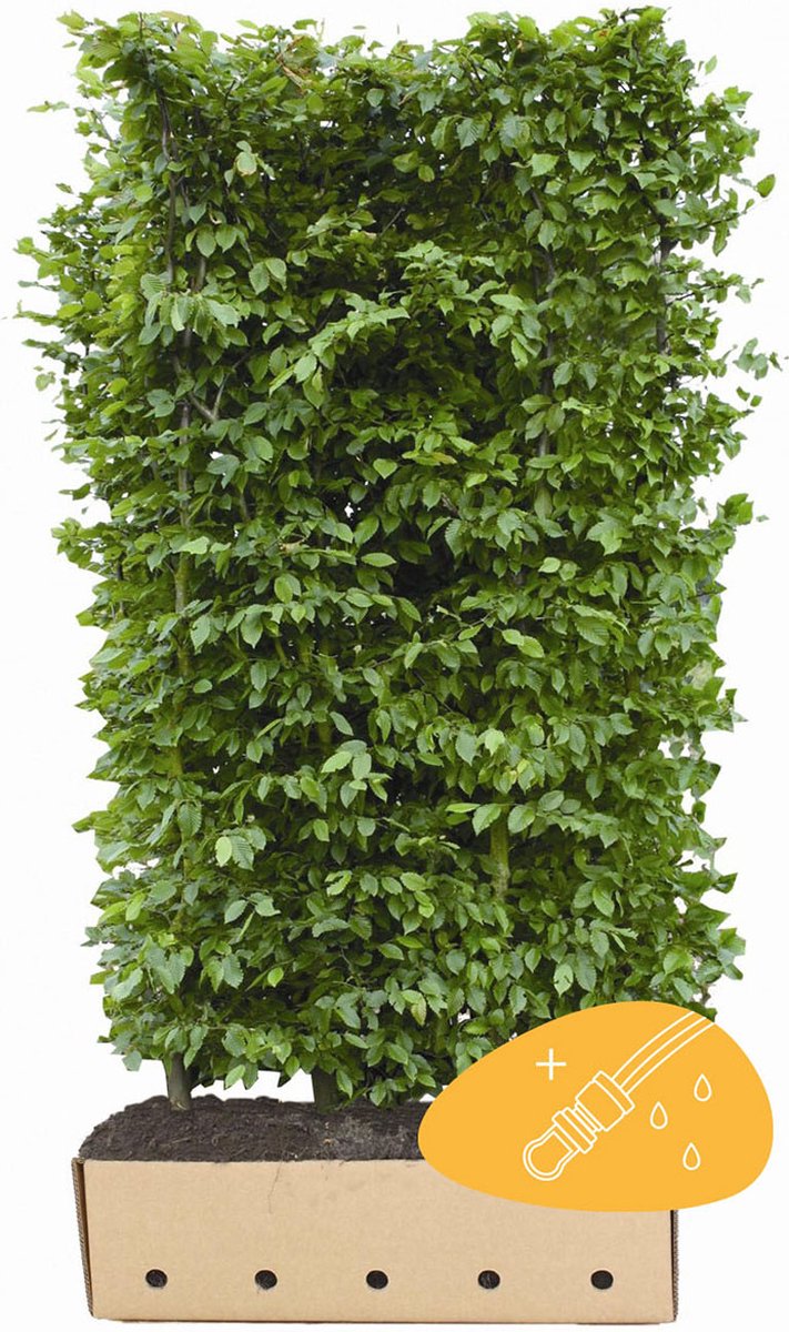 3 stuks Haagbeuk Kantenklaar Hagen 200 cm Kantenklaar Hagen