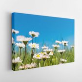 Onlinecanvas - Schilderij - Bloeiende Madeliefjes Blauwe Wolkenloze Hemel Art Horizontaal Horizontal - Multicolor - 40 X 30 Cm