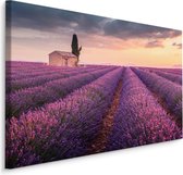 Schilderij - Lavendelveld bij zonsondergang, paars, 4 maten, wanddecoratie