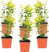 6x Euonymus Fortunei 'Emerald 'n' Gold' - Kardinaalsmuts - Buitenplant - Winterhard - ⌀9 cm - ↕25-35 cm