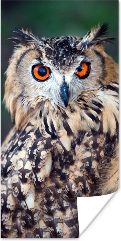 Affiche Hibou grand-duc - 75x150 cm