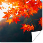 Poster Herfstbladeren in Japan - 30x30 cm