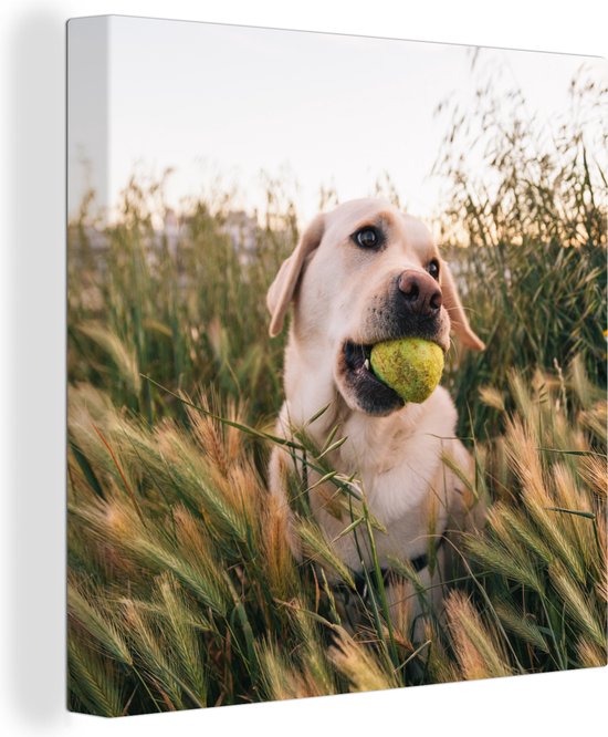Canvas Schilderij Labrador Retriever speelt met een tennisbal tussen het gras - 90x90 cm - Wanddecoratie