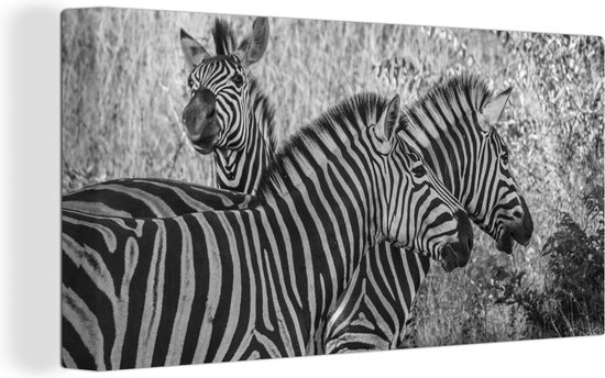 Canvas Schilderij Drie grazende zebra's - Wanddecoratie
