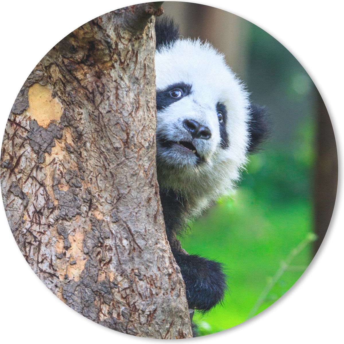 Muismat rond 20x20 cm - Mousepad Panda - Boom - Bos - Ronde muismatten