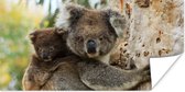 Poster Koala's - Kind - Boom - Kinderen - Jongens - Meiden - 80x40 cm