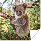 Poster Koala - Boom - Bladeren - Kinderen - Jongens - Meiden - 75x75 cm