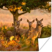 Poster Automne - Soleil - Cerf - 75x75 cm