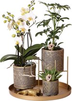 Complete Planten set Binti Grey | Groene planten set met witte Phalaenopsis Orchidee, Schefflera en Succulent incl. cementen sierpotten & accessoire