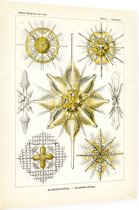 Xiphacantha - Acanthometra (Kunstformen der Natur), Ernst Haeckel - Foto op Dibond - 30 x 40 cm