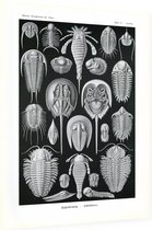 Limulus - Aspidonia (Kunstformen der Natur), Ernst Haeckel - Foto op Dibond - 60 x 80 cm