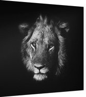 Zwart Witte Leeuwenkop op zwarte achtergrond - Foto op Dibond - 60 x 60 cm