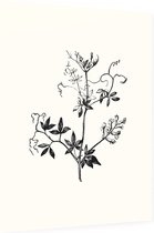 Rankende Helmbloem zwart-wit (Climbing Corydalis) - Foto op Dibond - 60 x 80 cm