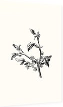 Apium Inundatum zwart-wit (Procumbent Marsh Wort) - Foto op Dibond - 40 x 60 cm