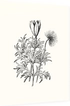 Pulsatilla zwart-wit (Pasque Flower) - Foto op Dibond - 30 x 40 cm