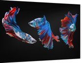 Blauwe siamese kempvissen op zwarte achtergrond - Foto op Dibond - 90 x 60 cm