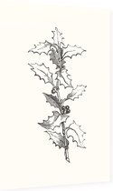Ilex Hulst zwart-wit (Holly Branch) - Foto op Dibond - 60 x 90 cm