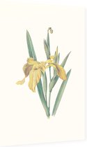 Gele Iris (Yellow Iris) - Foto op Dibond - 60 x 90 cm