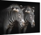 Zebra koppel op zwarte achtergrond - Foto op Dibond - 80 x 60 cm