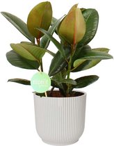 Kamerplant van Botanicly – Rubberboom in witte ELHO plastic pot als set – Hoogte: 60 cm – Ficus Elastica Robusta