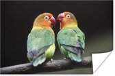 Poster Lovebirds papegaaitjes fotoprint - 180x120 cm XXL