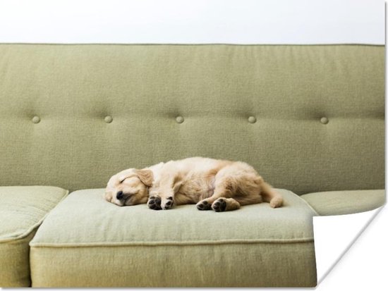 Poster Slapende puppy op de bank - 80x60 cm