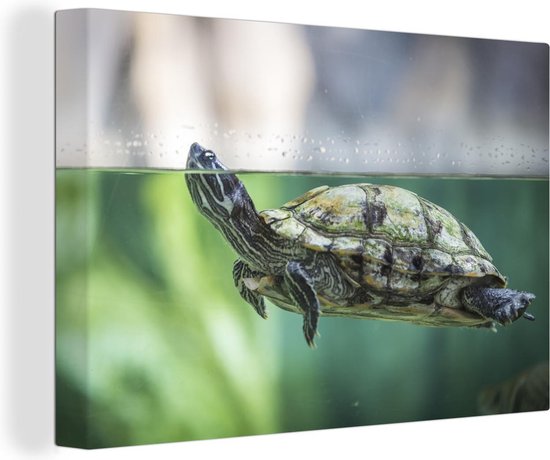 Canvas Schilderij Close-up foto van schildpad - 120x80 cm - Wanddecoratie