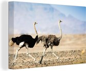 Canvas Schilderij Twee rennende struisvogels - 60x40 cm - Wanddecoratie