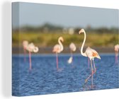 Canvas Schilderij Een groep flamingo's in het water - 60x40 cm - Wanddecoratie