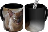 Magische Mok - Foto op Warmte Mok - Schattige Burmees kat in de mand - 350 ML