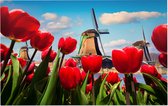 Nederlandse tulpen voor de molens van Amsterdam - Foto op Forex - 60 x 40 cm