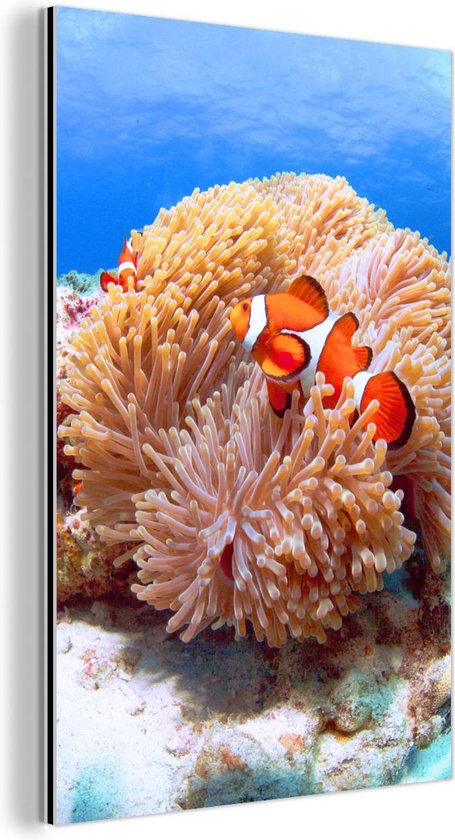 Vue latérale d'un poisson clown nageant devant une anémone aux îles Kerama Aluminium 20x30 cm - petit - Tirage photo sur aluminium (décoration murale métal)