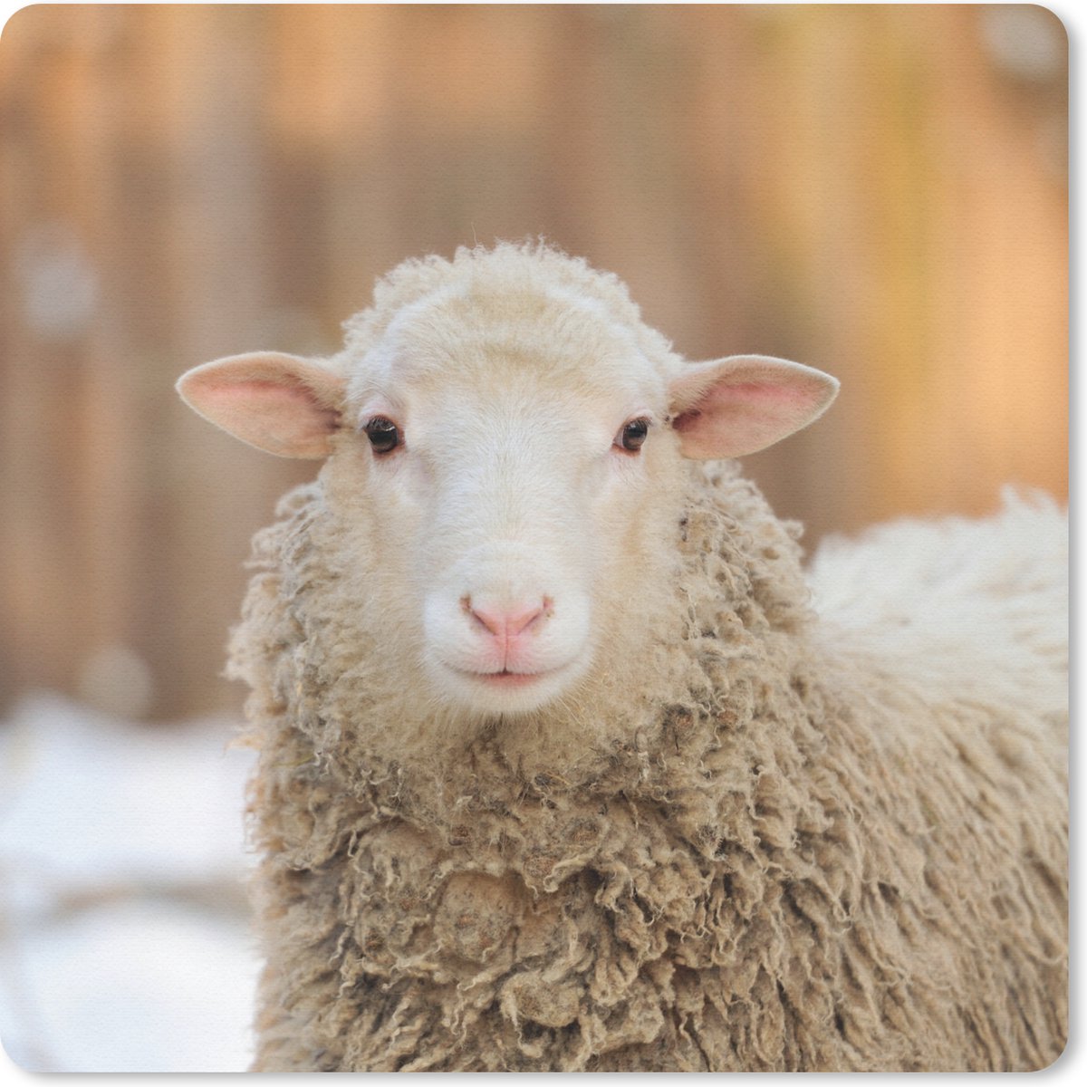 Muismat 30x30 cm - Mousepad Schaap - Sneeuw - Wol - Muismatten