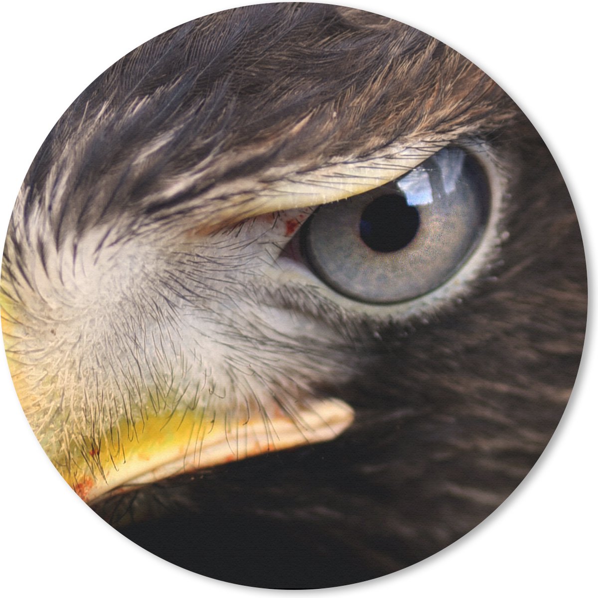 Muismat rond 50x50 cm - Mousepad Close-up van een roofvogel - Ronde muismatten