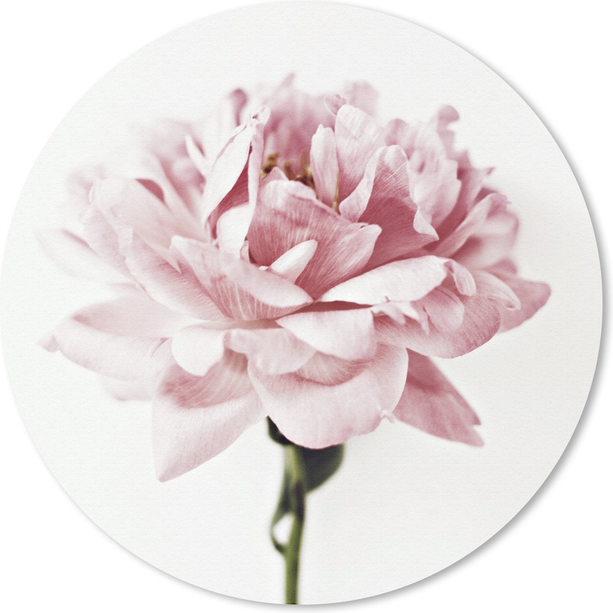 Muismat rond 20x20 cm - Mousepad Close-up roze pioen - Ronde muismatten