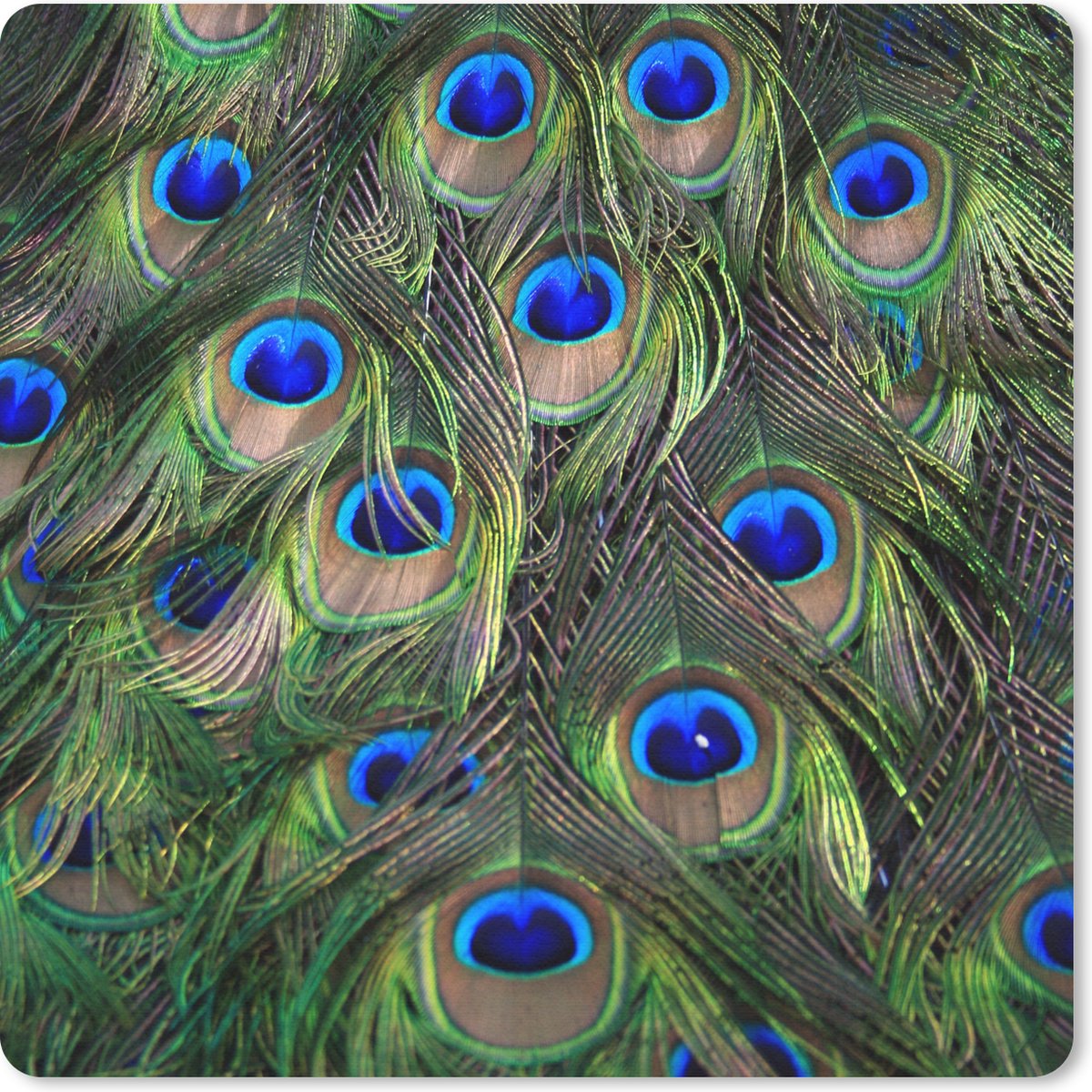 Muismat 30x30 cm - Mousepad Close-up van veren van een pauw - Muismatten