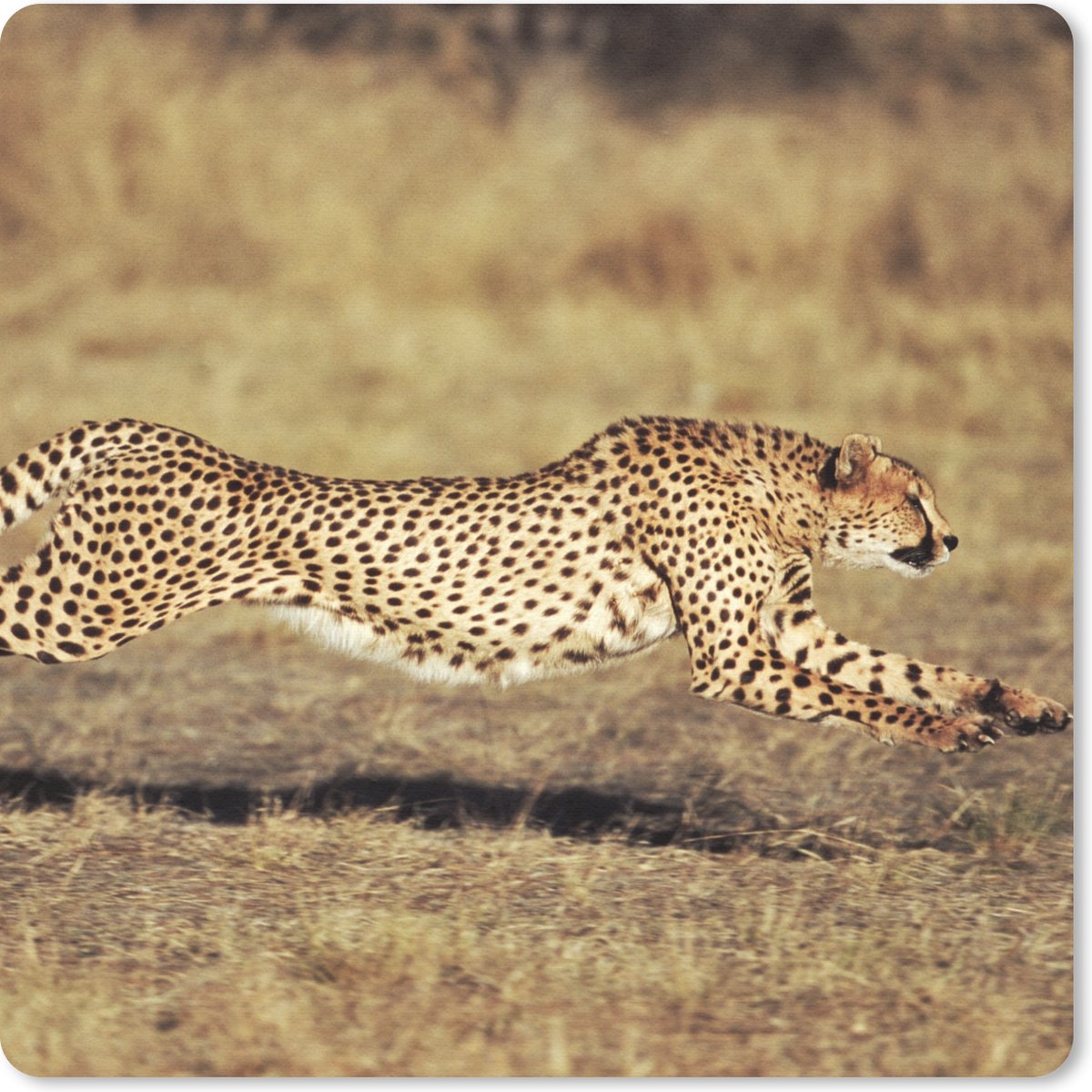 Muismat 30x30 cm - Mousepad Vooraanzicht vrouwelijke cheeta - Muismatten