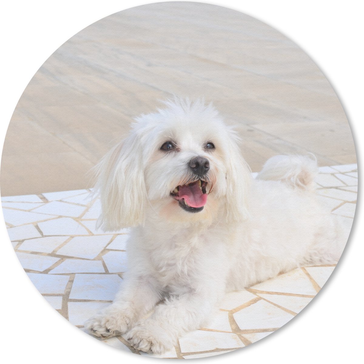 Muismat rond 30x30 cm - Mousepad Een Maltezer hond ligt op een pad - Ronde muismatten