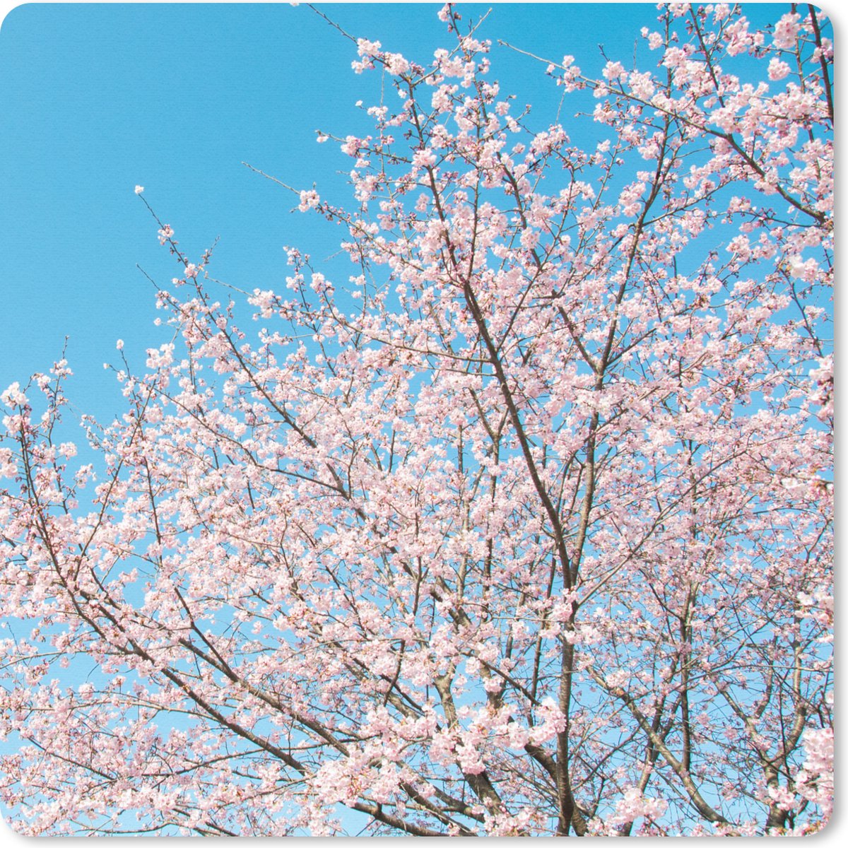 Muismat 30x30 cm - Mousepad Kersenboom - Japan - Bloesem - Muismatten