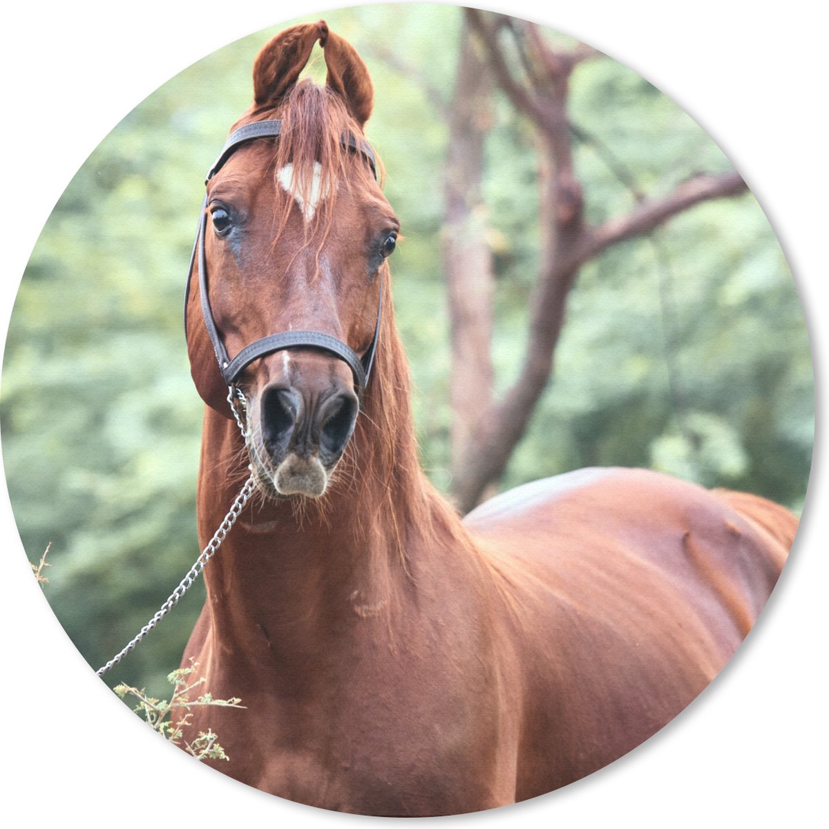 Muismat rond 20x20 cm - Mousepad Paard - Bos - Halster - Ronde muismatten