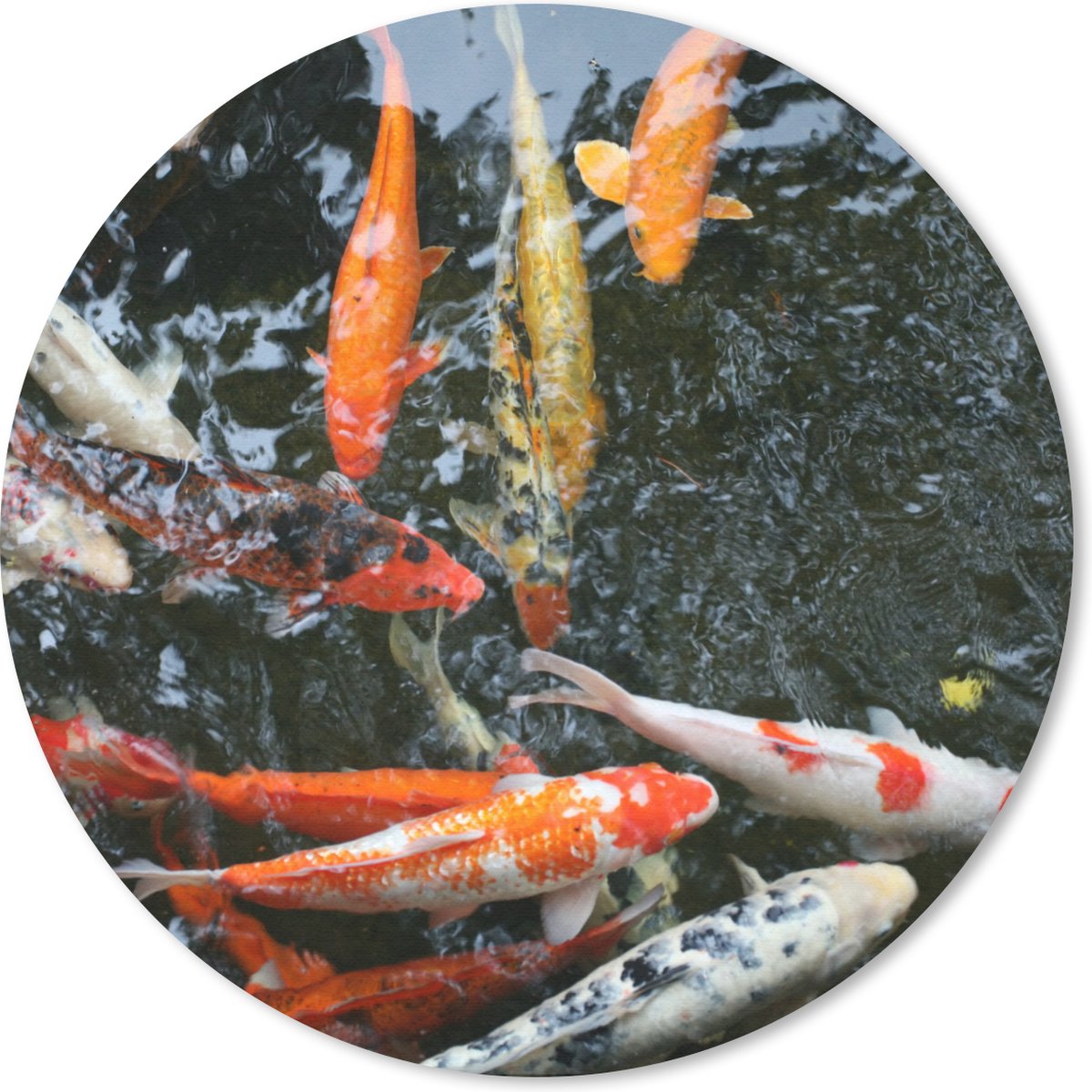 Muismat rond 40x40 cm - Mousepad Een grote groep koi karpers - Ronde muismatten